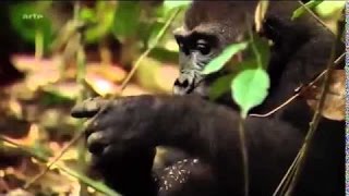 Documentaire les gorilles du congo i [upl. by Nomrac]