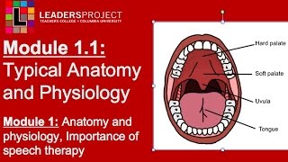 Module 11 Cleft Palate Speech and Feeding Importance of Speech Therapy amp Intro to Anatomy [upl. by Rehtae]