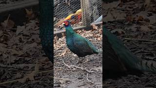 Melanistic Mutant Pheasant pheasant [upl. by Ycrad]