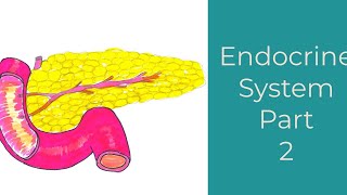 Endocrine System Part 2Leaving Cert Biology [upl. by Gnel]