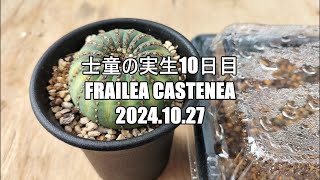 士童の実生10日目 Frailea castenea 2024 10 27 [upl. by Damiani]