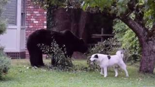 Dog Barks at Giant Bear [upl. by Gladwin]