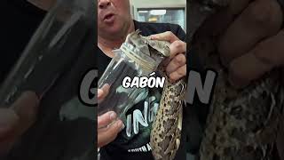 Víbora de Gabón 🐍💀✨shorts datoscuriosos cosasquenosabias curiosidades fobias [upl. by Neddra193]