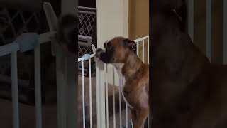 Cachorro abre o portão🐶😯Dog opens the gate ahorts shor shprts sh sports sshorts shorts [upl. by Mcquade237]