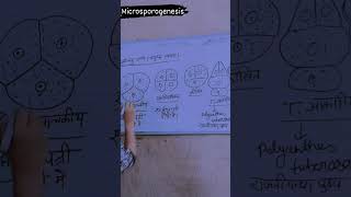 Microsporogenesis  angiosperms  class 12  biology [upl. by Neirrad411]