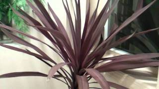 cordyline australis [upl. by Martinic564]