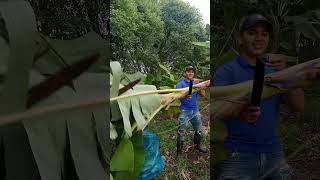 PRODUCCION DE PLATANO huerto tips tutorial agricola us agro platano platanera banana [upl. by Brook]