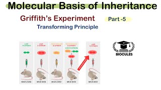 Griffith’s Experiment  Search for Genetic Material  Class 12th  NEET  Biocules [upl. by Sldney]