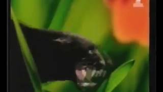 Bounty Chocolate  Jungle Commercial  Advert 1998 directed by Nelson McCormick [upl. by Sirk220]