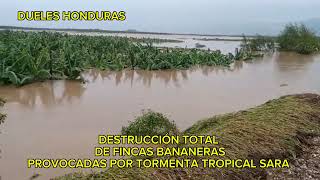 FINCAS BANANERAS PERDIDAS EN SU TOTALIDAD POR PASO DE TORMENTA TROPICAL [upl. by Aiuqcaj467]