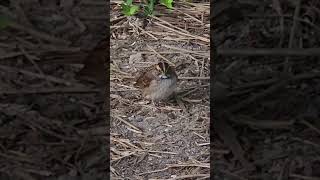 Whitethroated Sparrow amp Northern Cardinal nature wildbirdlife Sparrow Cardinal [upl. by Weinman855]