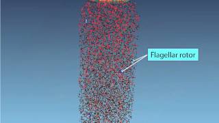 Chemotaxis Molecular Events [upl. by Nakasuji]