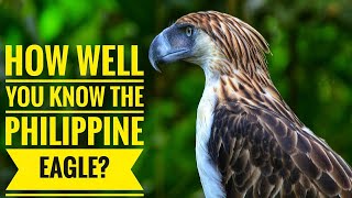 Philippine Eagle  Description Characteristics and Facts [upl. by Madoc]