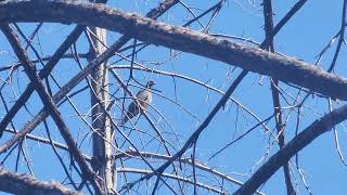 Band Tailed Pigeon Patagioenes fasciata [upl. by Earleen731]