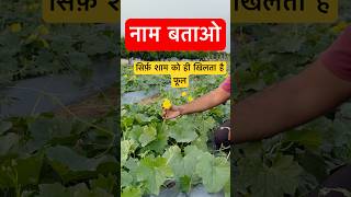 क्या आपको पता है mskfarms farming agriculture mostprofitablebusiness profitablefarmingtrend [upl. by Eimiaj469]