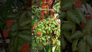 Red episcia cupreata floweringplants hangingplants garden homegarden nature myhome gardentour [upl. by Eigram]