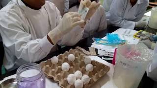 Egg inoculation 23 Inoculating the allantoic cavity [upl. by Purington]