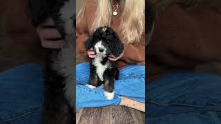 Bernedoodle puppies 🫠🥰 [upl. by Konstantin]