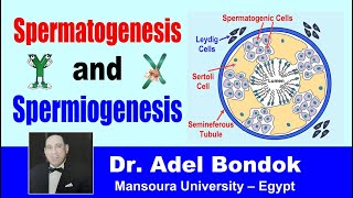 Spermatogenesis and Spermiogenesis Dr Adel Bondok [upl. by Elleirbag]