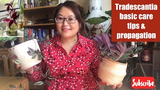 Tradescantia  Medicinal plant  Three basic care tips  Propagation by water [upl. by Emelda]