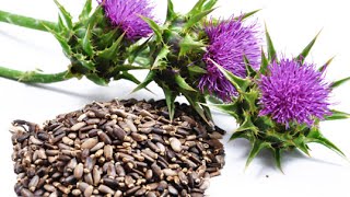 7 Health Benefits of Milk Thistle [upl. by Sagerman767]