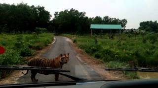 Tiger  Safari Park Gazipur [upl. by Dempstor]