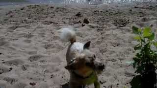 spielender Mini Hund am strand  playing dog at the beach [upl. by Hajile286]