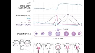 CALCUL OVULATION GROSSESSE [upl. by Itnahs]