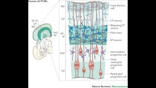 Layers of neurons of the Cerebral cortex Molecular pyramidal and Granular layers [upl. by Anirtac]