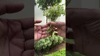 Aralia plant propagation [upl. by Postman]