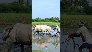 ploughing with bulls by farmer  bull ploughing the field cow ploughing the field ox ploughing field [upl. by Yenahc]