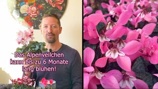 Alpenveilchen So stirbt dein Zyklame nicht sondern blüht viele Monate Pflege Cyclamen persicum [upl. by Genesa]