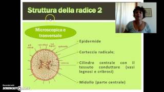 La radice struttura e funzioni [upl. by Netsoj148]