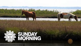 Nature Assateague Island [upl. by Cerracchio]