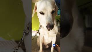 Oscarworthy acting with every bite😂 dogshorts Leo mukbang animalsmukbang eatingsounds [upl. by Aramanta]