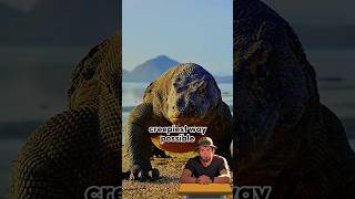 The creepy hunting strategy of Komodo Dragon [upl. by Constancia915]