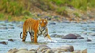 The Chuka ManEater Tiger EP2  Jim Corbett  Man Eaters Of Kumaon [upl. by Meakem]