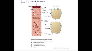 Bound and unbound hormones [upl. by Iredale]