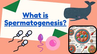 What is spermatogenesis Formation of Sperms in Males Explained  Male Reproduction [upl. by Etnod]