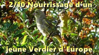 VERDIER NOURRISSAGE et CRIS dUN JUVENILE le 210 [upl. by Odlamur]