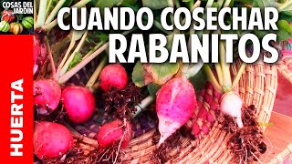 Cuando es el mejor momento para cosechar rabanito y mas trucos cosasdeljardin [upl. by Quintilla]