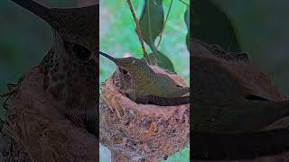 quotTiny Wonders The Life of a Hummingbird NestquotBirdWatchingBirdLoversBirdPhotography [upl. by Yruama]