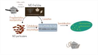Décomposition de la matière organique [upl. by Annamaria684]