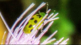 Green Ladybugs  Spotted Cucumber Beetles [upl. by Airalednac]