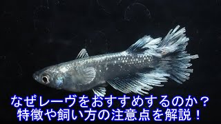 超おすすめのメダカのレーヴ！その特徴や飼い方の注意点など徹底解説！ [upl. by Oicaroh]