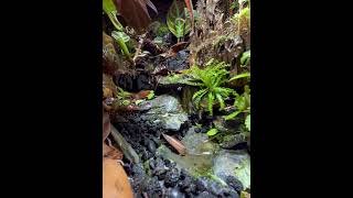 Let’s Feed The Poison Dart Frog youtubeshort dartfrog fyp [upl. by Hecht]