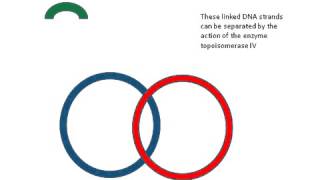 Topoisomerase IV enzyme [upl. by Lebiram]