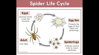 The Web of Life A Journey Through the Spiders LifecycleLBR Sciences [upl. by Presley]