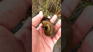 Picking beautiful apple snail in the flood area  applesnail beautifulnature satisfying [upl. by Thielen]