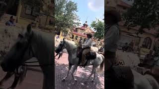 City of Fort Worth Longhorn walks through the Stockyards [upl. by Sedlik]